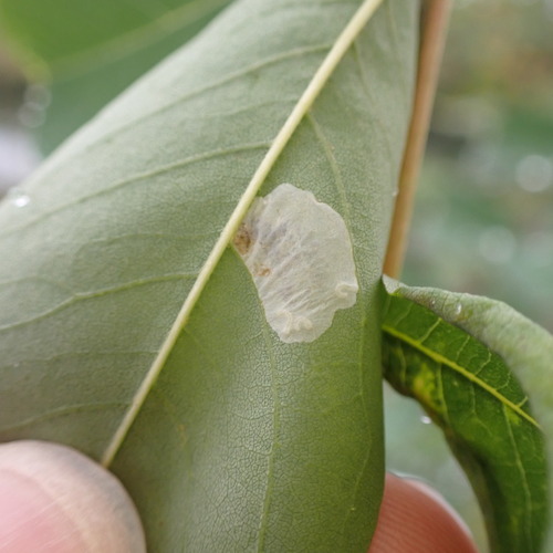Black Locust Leafminer photo 5