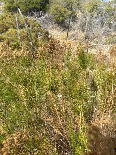 Image of Xylothamia diffusa by (c) Sula Vanderplank, some rights reserved (CC BY)