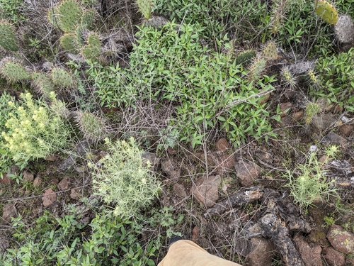 Image of Castilleja grisea by (c) Aaron Kreisberg, some rights reserved (CC BY)