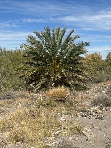 Phoenix dactylifera