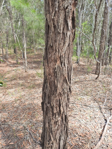 Image of Eucalyptus tindaliae by (c) Scott W. Gavins, some rights reserved (CC BY)