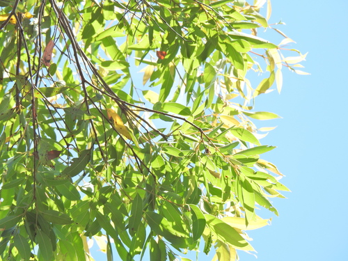 Image of Eucalyptus tindaliae by (c) Scott W. Gavins, some rights reserved (CC BY)