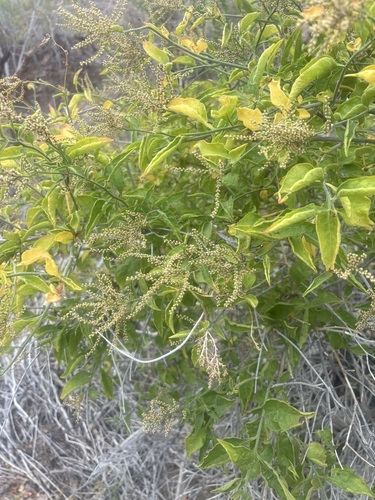 Image of Celosia floribunda by (c) Sula Vanderplank, some rights reserved (CC BY)