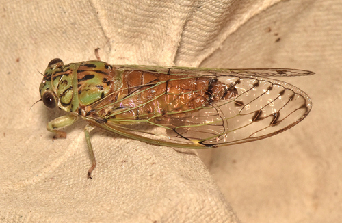 Mossy Painted Cicada