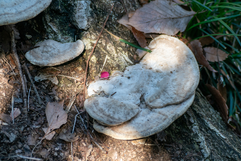 Trametes orientalis · February 2024 · photo: © tbc_watanabe (iNaturalist, cc-by)