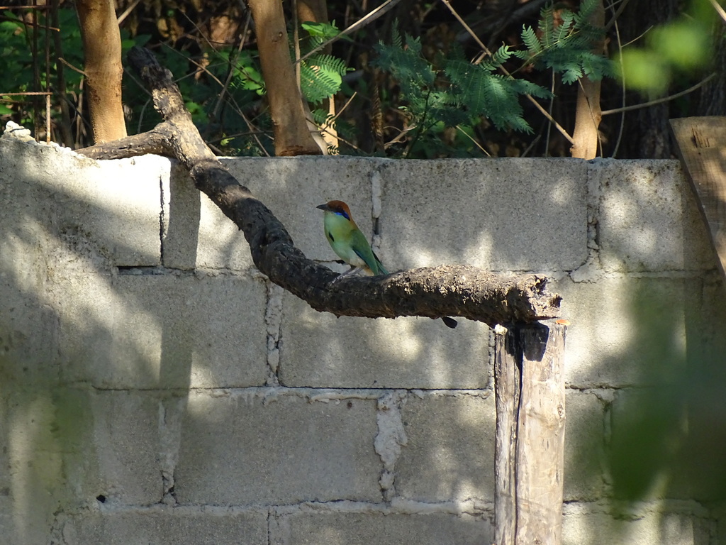 Momotus mexicanus saturatus