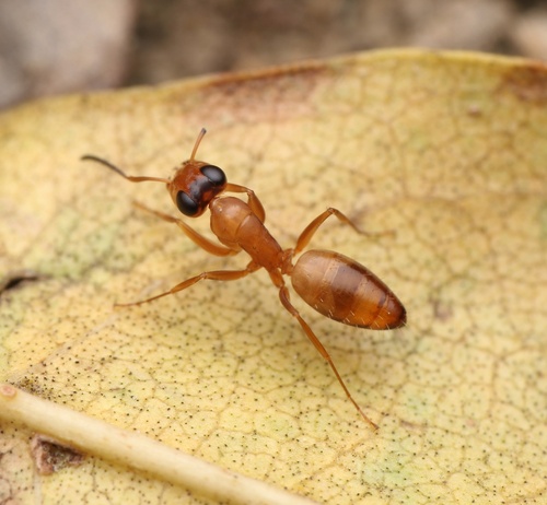 Opisthopsis jocosaOpisthopsis jocosa