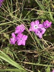 Phlox glabriflora