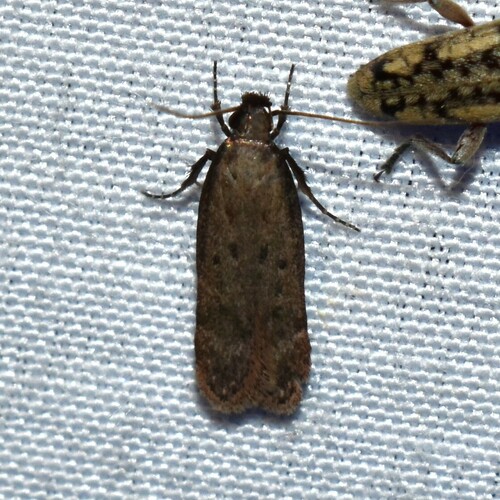 Gelechia albisparsella photo 3