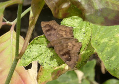 Nisoniades bromias
