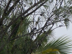 Lalage leucopyga simillima