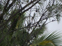 Lalage leucopyga simillima