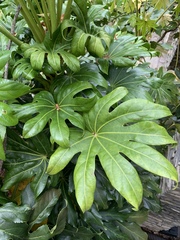 Fatsia