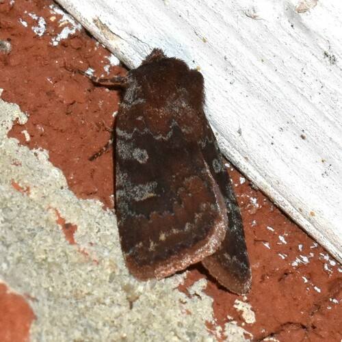 Reddish Speckled Dart photo 6