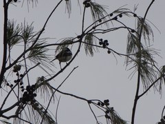 Lalage leucopyga simillima