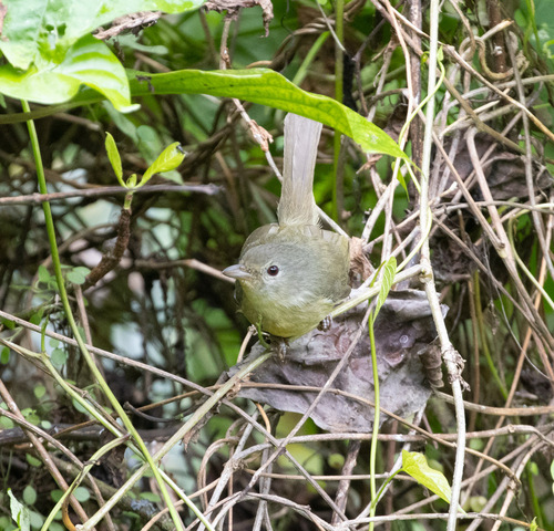 Blue Mountain Vireo (Vireo osburni), photo 3