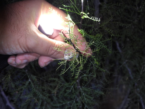Image of Vachellia schottii by (c) Jared Shorma, some rights reserved (CC BY)