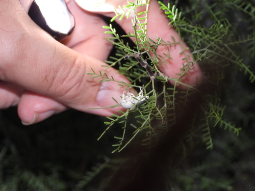 Image of Vachellia schottii by (c) Jared Shorma, some rights reserved (CC BY)