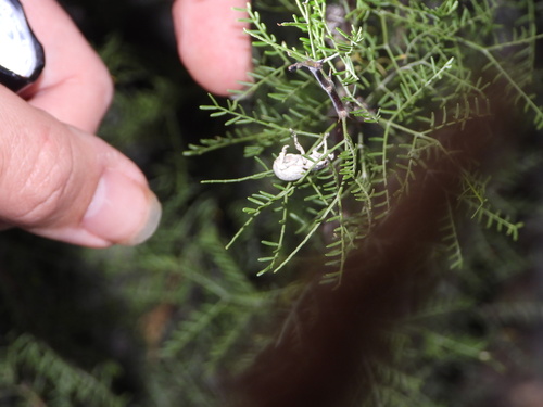 Image of Vachellia schottii by (c) Jared Shorma, some rights reserved (CC BY)