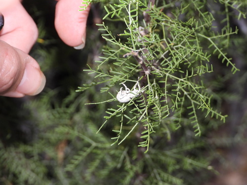 Image of Vachellia schottii by (c) Jared Shorma, some rights reserved (CC BY)
