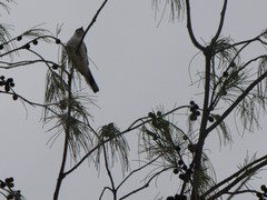 Lalage leucopyga simillima