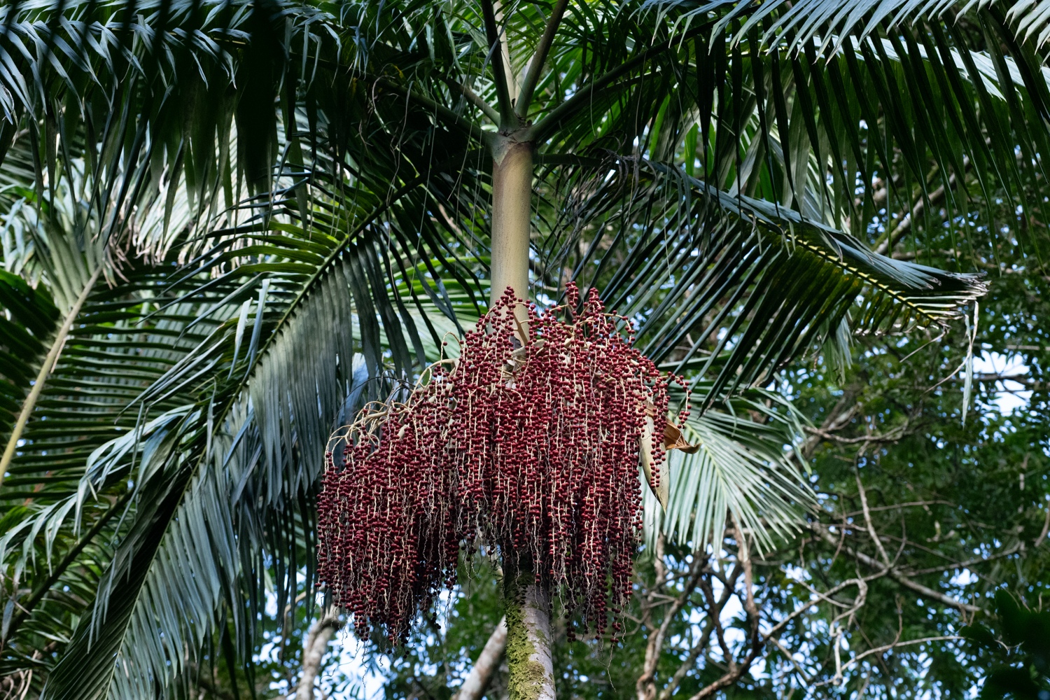 Imagem de Palmeira-imperial
