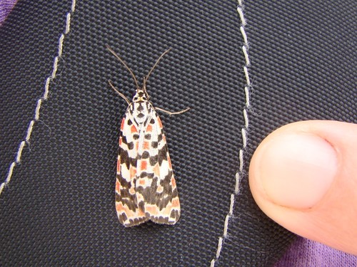 Utetheisa salomonis