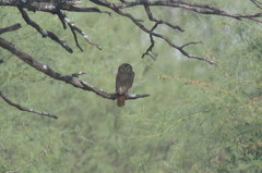 Glaucidium
