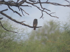 Glaucidium