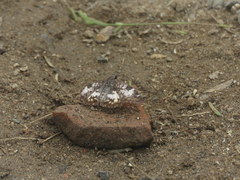 Chiomara asychis