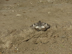 Chiomara asychis