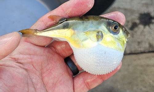 Half-smooth golden pufferfish (Lagocephalus spadiceus) — Tetraodontidae