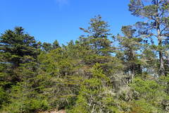 Pinus contorta bolanderi