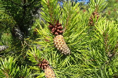 Pinus contorta bolanderi