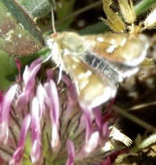 Heliothodes diminutiva