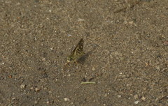 Dardarina tessellatus