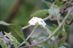 Tournefortia hartwegiana