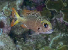 Redfin Emperor photo 3