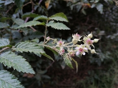 Rubus pinnatus