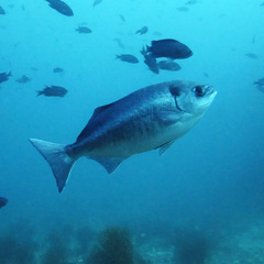 Halfmoon photo 2