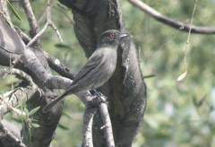 Knipolegus striaticeps