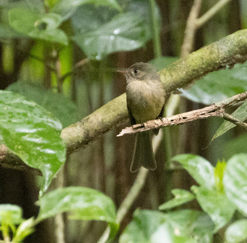 Jamaican Pewee (Contopus pallidus), photo 3