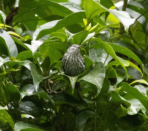 Arrowhead Warbler (Setophaga pharetra), photo 1