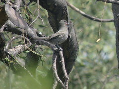 Knipolegus striaticeps