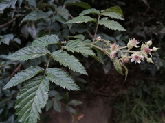 Rubus pinnatus