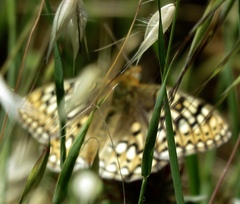 Speyeria callippe comstocki