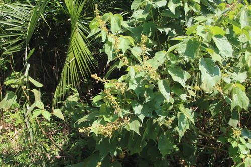 Image of Triumfetta Brachyceras (Triumfetta brachyceras) by no rights reserved