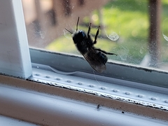 Osmia lignaria lignaria