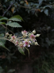 Rubus pinnatus