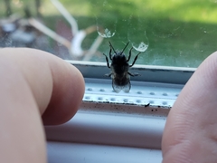Osmia lignaria lignaria